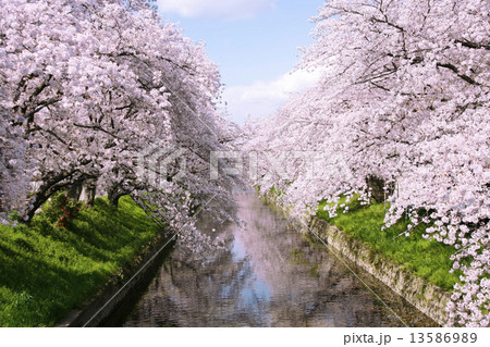 五条川の桜 五条川の桜 13586989