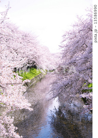 五条川の桜 13586990