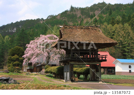 平七桜 平七桜 13587072