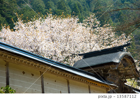桜 13587112