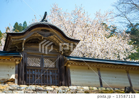 桜 13587113