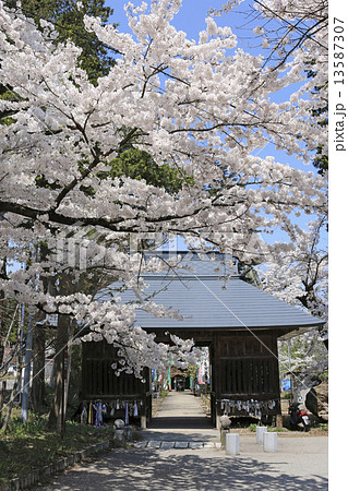 立木観音の桜 立木観音の桜 13587307