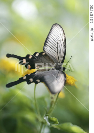 ジャコウアゲハ 13587700