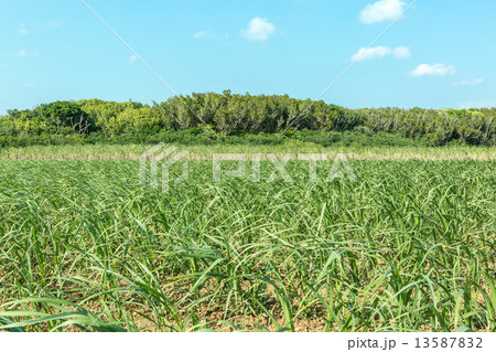 波照間島のさとうきび畑 13587832