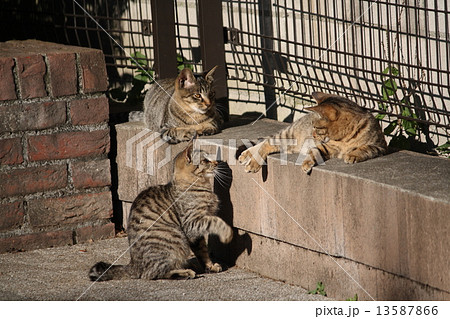 野良猫たちの集会 13587866
