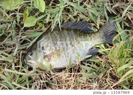 捕獲したブルーギル 捕獲したブルーギル 13587969
