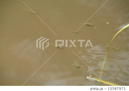 カダヤシの群れ（埼玉県さいたま市岩槻区） 13587971