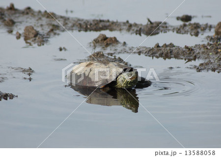 見沼田んぼのクサガメ 見沼田んぼのクサガメ 13588058