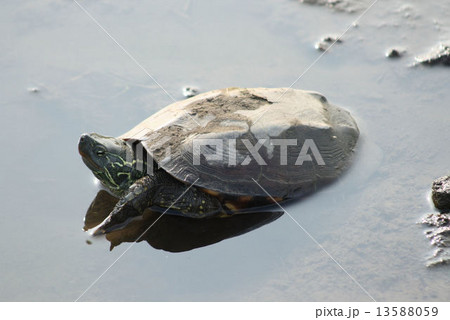 見沼田んぼのクサガメ 見沼田んぼのクサガメ 13588059