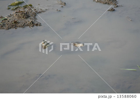 見沼田んぼのクサガメ 13588060