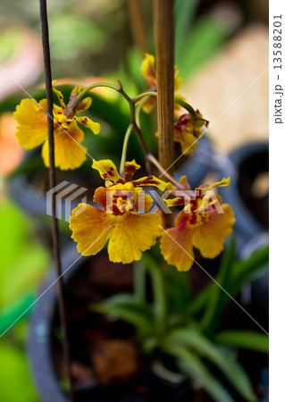 Dancing Lady orchid (Oncidium Varicosum) 13588201