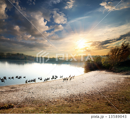 Geese in lake 13589043