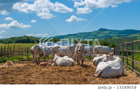 Chianina cows in Tuscany, providers of Florentine steak Chianina cows in Tuscany, providers of Florentine steak 13589058