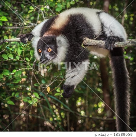 Black-and-white ruffed lemur of Madagascar Black-and-white ruffed lemur of Madagascar 13589059