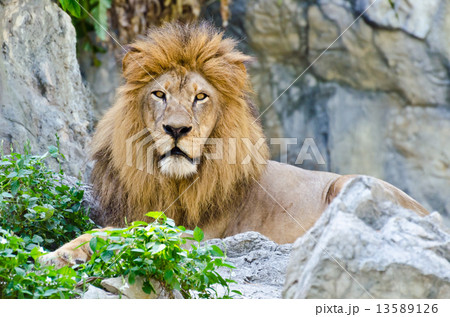 Male Lion Male Lion 13589126