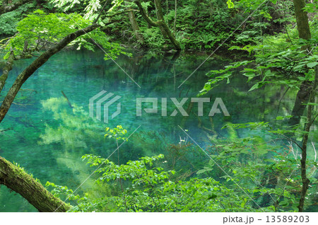 沸壺の池 沸壺の池 13589203