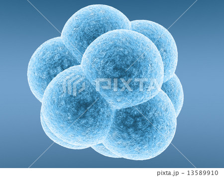 Embryo 13589910