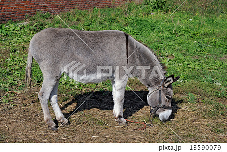 Grazed mule Grazed mule 13590079