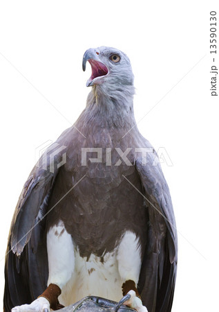 Lesser Fish Eagle ( Ichthyophaga humili ) 13590130