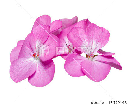 Pink Geranium ( Palargonium x hortorum ) flowers isolated on whi Pink Geranium ( Palargonium x hortorum ) flowers isolated on whi 13590148