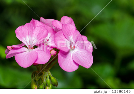 Pink Geranium flowers Pink Geranium flowers 13590149