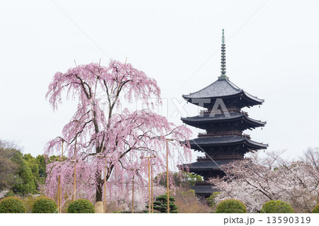 東寺の不二桜と五重塔 東寺の不二桜と五重塔 13590319