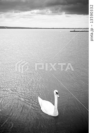 Swan swimming on lake Swan swimming on lake 13590332