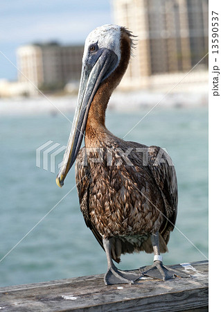 Clearwater Beach Florida Pelican Clearwater Beach Florida Pelican 13590537