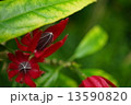 赤い花 13590820