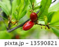 コーヒーの実 13590821