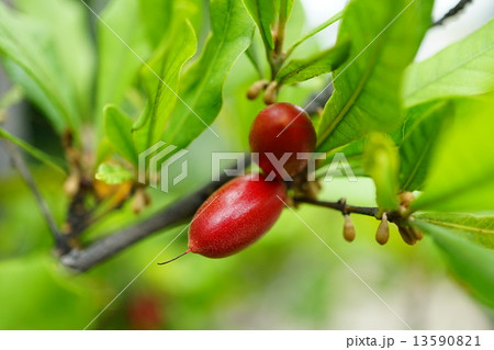 コーヒーの実 13590821