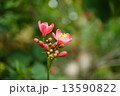 小さな花 13590822