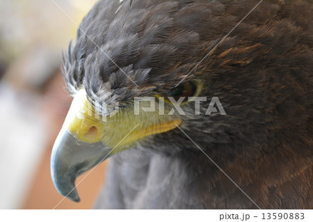 ハリスホーク 13590883