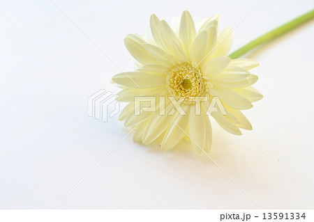 クリーム色のガーベラ 13591334