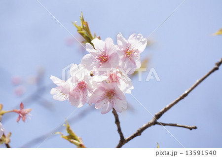 桜 13591540