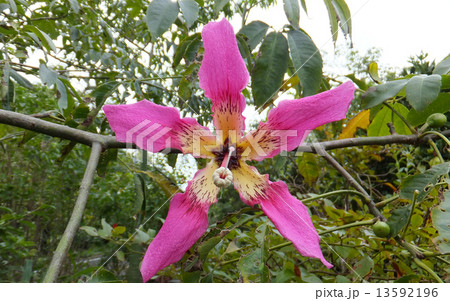屋久島の花1 13592196