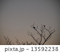 野鳥のシルエット 13592238