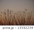 夜明け前 13592239