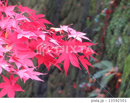 大雄山の紅葉３ 13592501