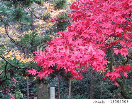 大雄山の紅葉5 大雄山の紅葉5 13592503