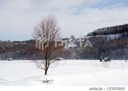 雪原に立つ赤い実をつけたナナカマド 雪原に立つ赤い実をつけたナナカマド 13592660