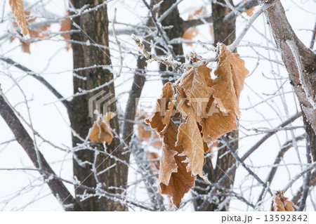 冬の柏の葉 13592842