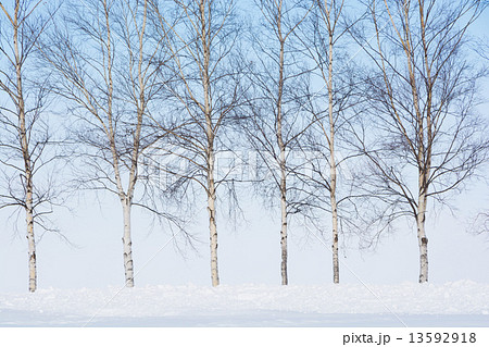 シラカバ並木　美瑛町 13592918