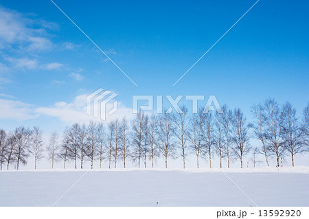 シラカバ並木 シラカバ並木 13592920