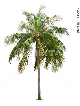 Coconut tree 13595796