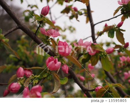カリン 榠樝 の花の写真素材