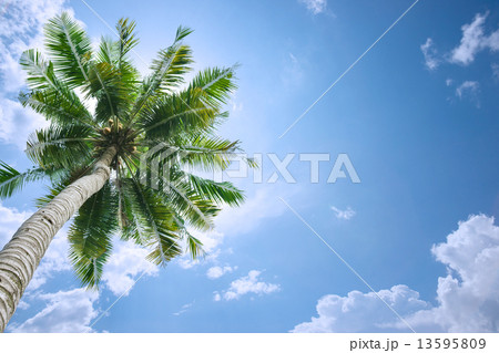 Coconut tree background 13595809