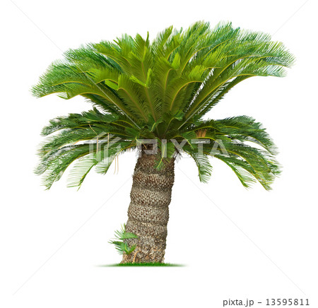 Cycad palm tree 13595811