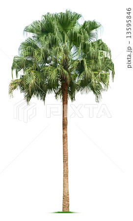 Palm tree Palm tree 13595846