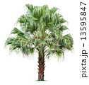 Palm tree 13595847
